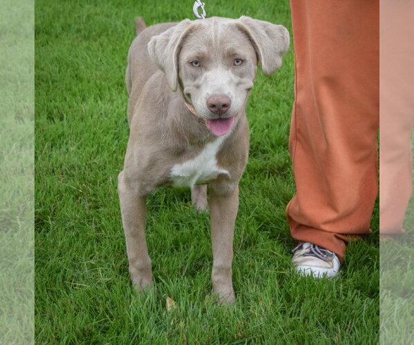 Medium Photo #3 Labmaraner Puppy For Sale in Huntley, IL, USA