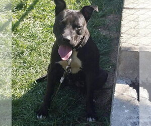 Tootsie - Female American Pit Bull Terrier-Unknown Mix Dog for Adoption - Photo #14