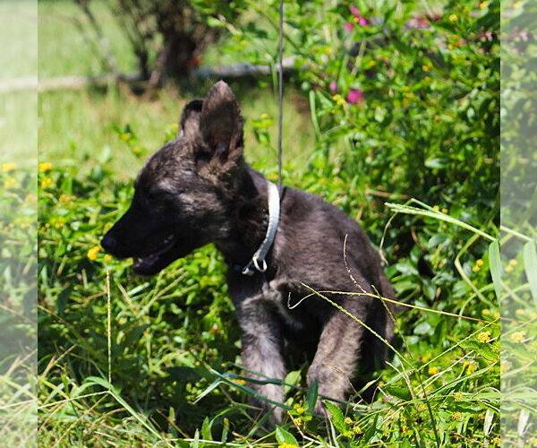 Medium Photo #1 German Shepherd Dog Puppy For Sale in Holly Hill, SC, USA