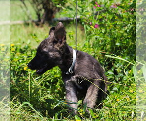 German Shepherd Dog Dogs for adoption in Holly Hill, SC, USA