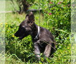 Small German Shepherd Dog