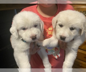 Australian Shepherd-Great Pyrenees Mix Puppy for sale in CHANUTE, KS, USA