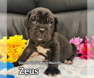 Neapolitan Mastiff Puppy for Sale in MIAMI, Florida USA