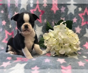 Boston Terrier Puppy for sale in LAKELAND, FL, USA