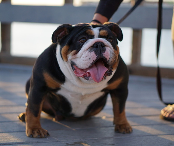 Medium Photo #1 English Bulldog Puppy For Sale in BUENA PARK, CA, USA