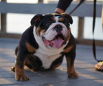 Small Photo #1 English Bulldog Puppy For Sale in BUENA PARK, CA, USA