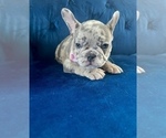 Small Photo #8 French Bulldog Puppy For Sale in CLIVE, IA, USA