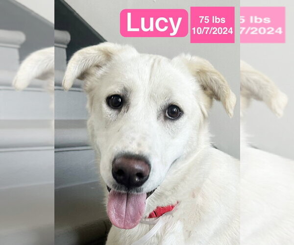 Medium Photo #1 Anatolian Shepherd-Unknown Mix Puppy For Sale in West Hollywood, CA, USA