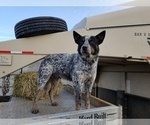 Small Photo #1 Australian Cattle Dog-Labrador Retriever Mix Puppy For Sale in LA GRANDE, OR, USA
