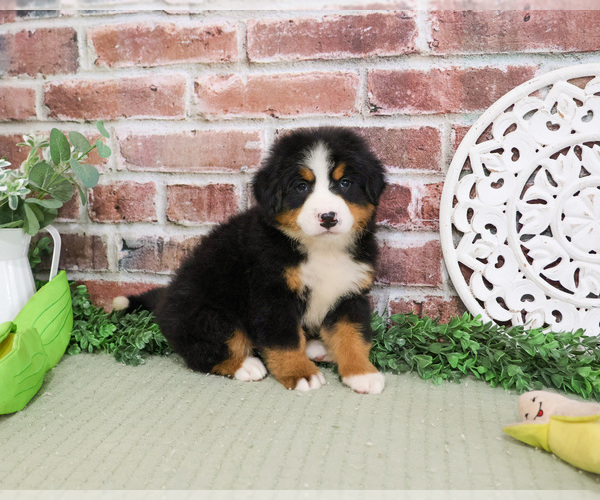 Medium Photo #3 Bernese Mountain Dog Puppy For Sale in SYRACUSE, IN, USA