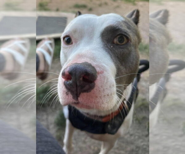 Medium Photo #4 American Pit Bull Terrier-Unknown Mix Puppy For Sale in Germantown, OH, USA