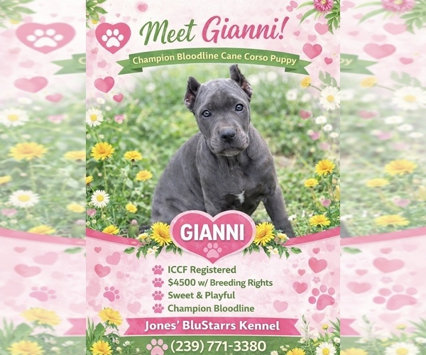 Medium Photo #23 Cane Corso Puppy For Sale in ANDERSON, IN, USA