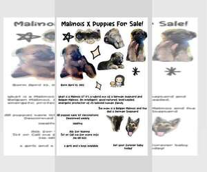 Malinois Puppy for sale in HOUSTON, TX, USA
