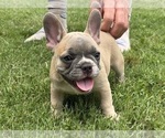 Small #4 French Bulldog