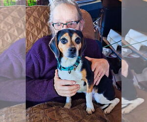 Beagle Dogs for adoption in Candler, NC, USA