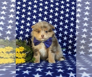 Pomeranian Puppy for sale in CHRISTIANA, PA, USA