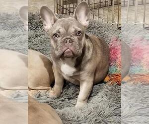 French Bulldog Puppy for sale in MODESTO, CA, USA