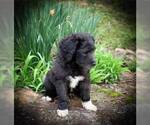 Small Photo #3 Goldendoodle Puppy For Sale in VONORE, TN, USA