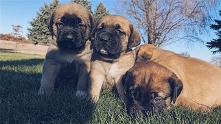 Mastiff-Saint Bernard Mix Puppy for sale in WAUKESHA, WI, USA