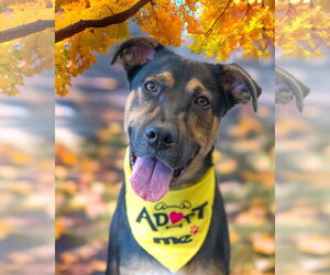 Mutt Dogs for adoption in Woodbury, NY, USA