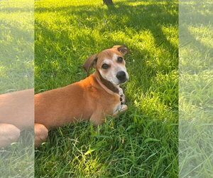 Riley - Female Mutt Dog for Adoption - Photo #5