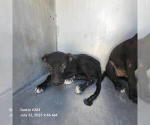 Labrador Retriever-Unknown Mix Dogs for adoption in San Antonio, TX, USA