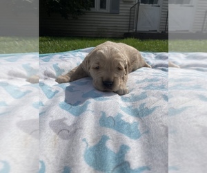 Golden Retriever Puppy for sale in VESTAL, NY, USA