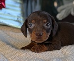 Small #4 Dachshund