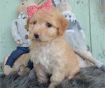 Small Photo #1 F2 Aussiedoodle Puppy For Sale in HONEY BROOK, PA, USA