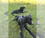 Small #3 Mutt
