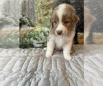Small Photo #2 Australian Shepherd Puppy For Sale in ATLANTA, GA, USA