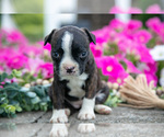 Small Photo #8 Boston Terrier Puppy For Sale in MOORELAND, IN, USA