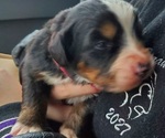 Small #5 Bernese Mountain Dog