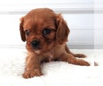 Small #2 Cavalier King Charles Spaniel