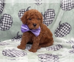 Goldendoodle (Miniature) Puppy for sale in LAKELAND, FL, USA