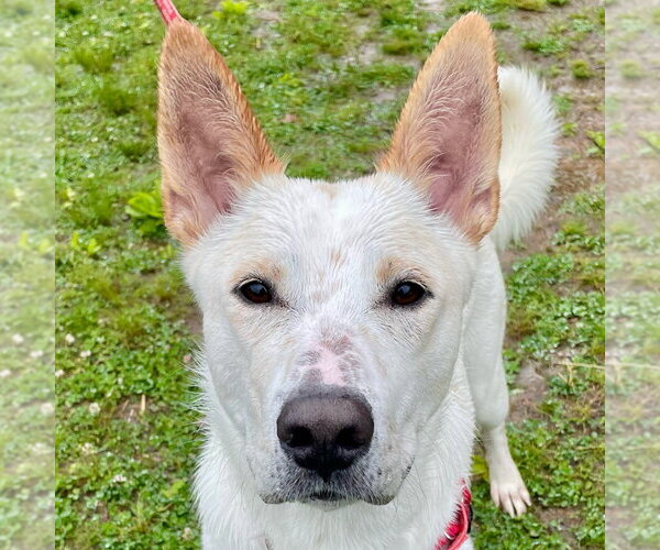 Medium Photo #8 Mutt Puppy For Sale in Canton, CT, USA
