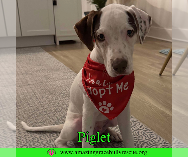 Medium Photo #11 Jack Russell Terrier-Unknown Mix Puppy For Sale in Pensacola, FL, USA