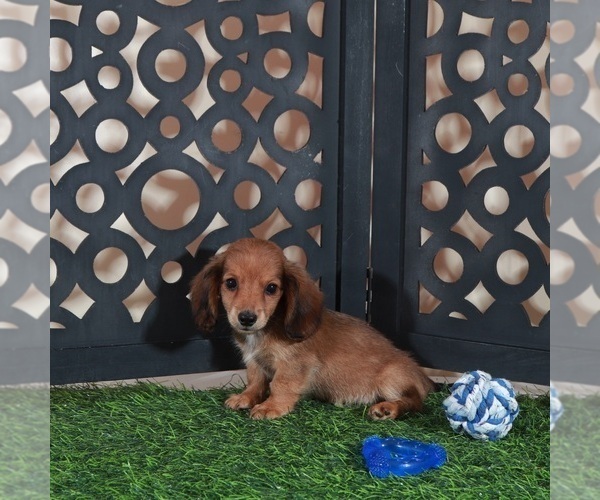 Medium Photo #4 Dachshund Puppy For Sale in MOUNT VERNON, OH, USA