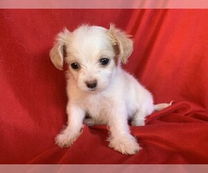 Pom-A-Poo-Pomeranian Mix Puppy for sale in SAN FRANCISCO, CA, USA