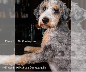 Father of the Bernedoodle (Miniature)-Golden Mountain Dog Mix puppies born on 05/28/2026