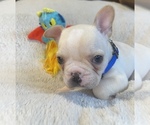 Puppy Jackson Faux Frenchbo Bulldog