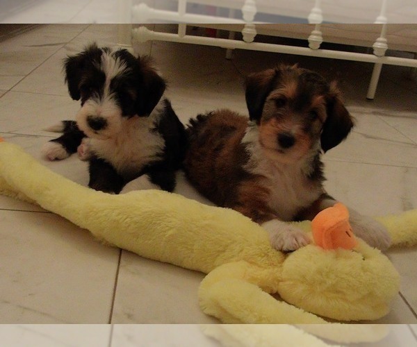 Medium Photo #17 Cadoodle Puppy For Sale in PERU, IN, USA