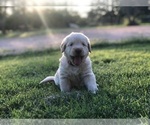 Small Photo #27 Labradoodle Puppy For Sale in FLORENCE, TX, USA