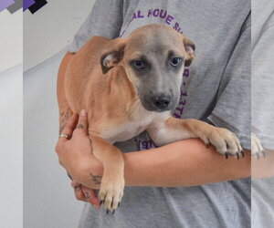 Duran - Male Italian Greyhound-Shih Tzu Mix Dog for Adoption - Photo #2
