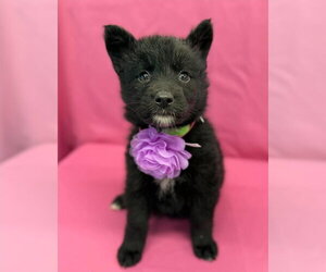 Gerberian Shepsky Dogs for adoption in Lakewood, CO, USA
