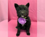 Vanilla - Female Gerberian Shepsky Dog for Adoption - Small photo
