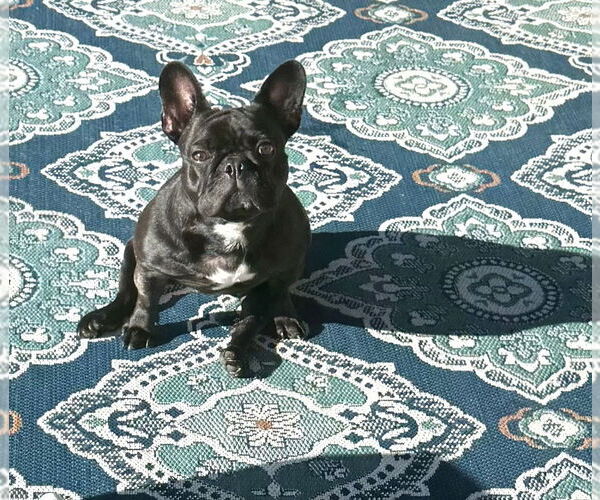 Medium Photo #2 French Bulldog Puppy For Sale in Brewster, NY, USA