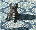 Small #1 French Bulldog