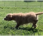 Small Photo #22 English Cream Golden Retriever-Poodle (Standard) Mix Puppy For Sale in DEARBORN, MO, USA