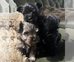 Small #1 Schnauzer (Miniature)